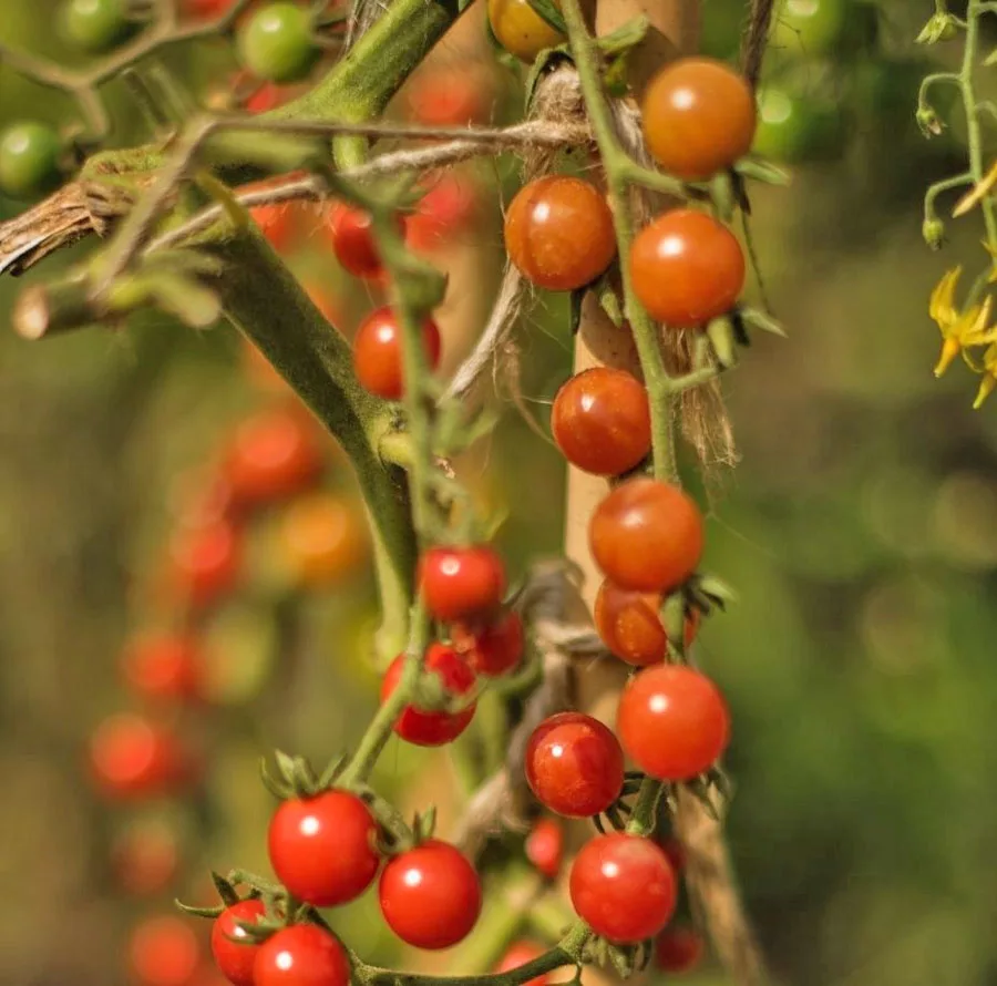 Tomato Cravings A Sign Of Pregnancy